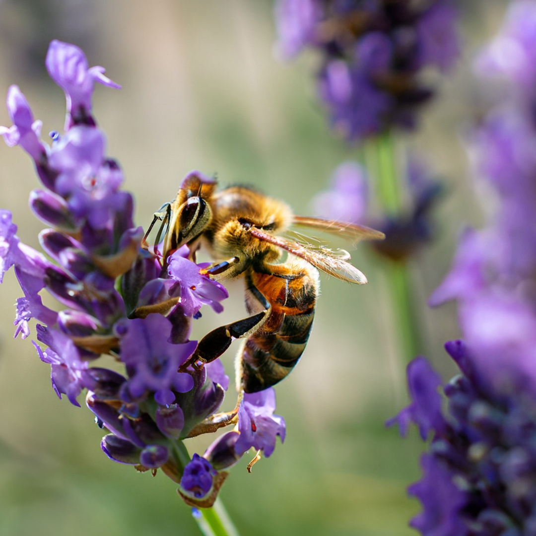 Buzzworthy Gardens: Creating Bee-Friendly Havens with Reusable Delights!